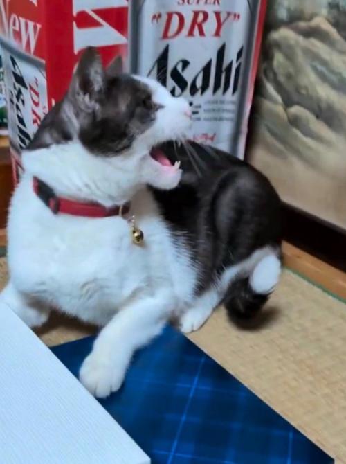 キジトラ猫に威嚇するキジ白猫