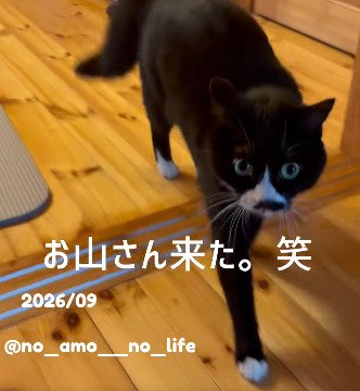 カメラのすぐ近くまで歩いてきたあもちゃん