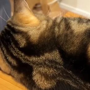 赤ちゃんと距離を縮められずにいた猫→突然、赤ちゃんの布団にやってきて…可愛すぎる光景が20万再生「仲良しになりそうｗ」「いいお兄ちゃん」