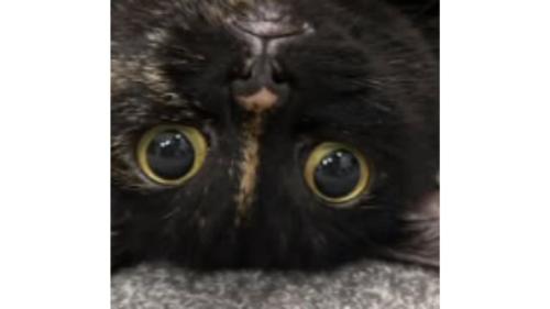 猫の顔