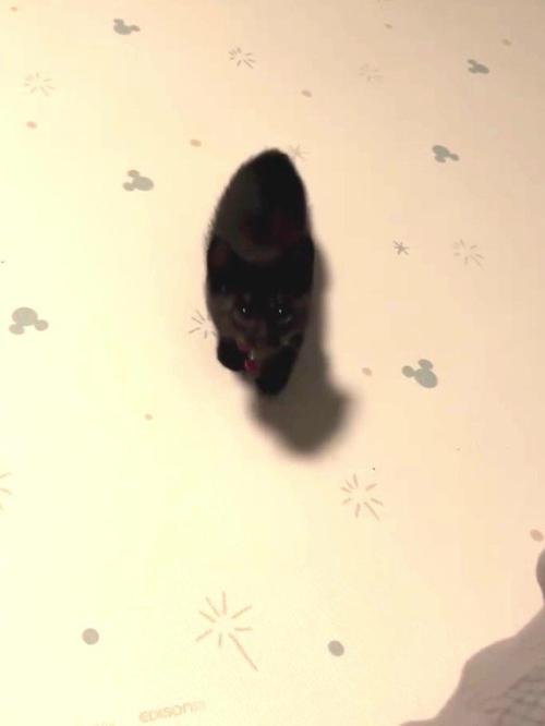 カメラを見ている子猫