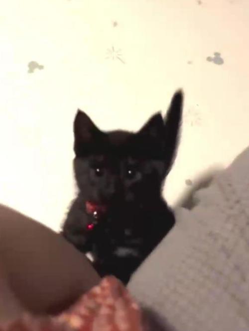 人の足元にいる子猫