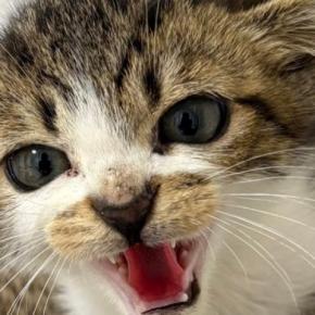 警戒心の強かった『小さな子猫』が成長すると…可愛すぎる『現在の様子』に4万いいね「幸せが溢れておるw」「見事なイカ耳だったのにw」