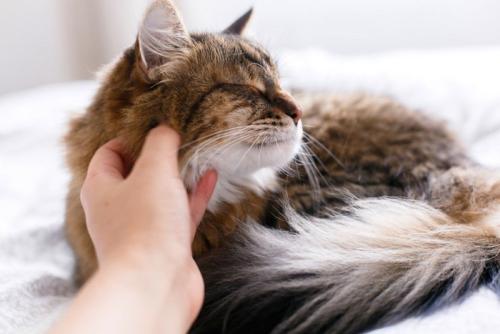 顔を撫でられている猫