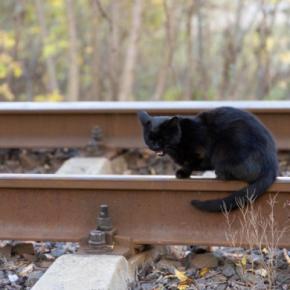 鉄道駅で働いて大人気になり、昨年引退した猫が「虹の橋」を渡る ネット民からも惜しむ声多数