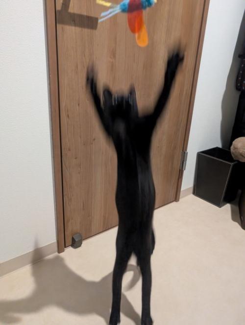 ジャンプをしてブレている子猫の写真