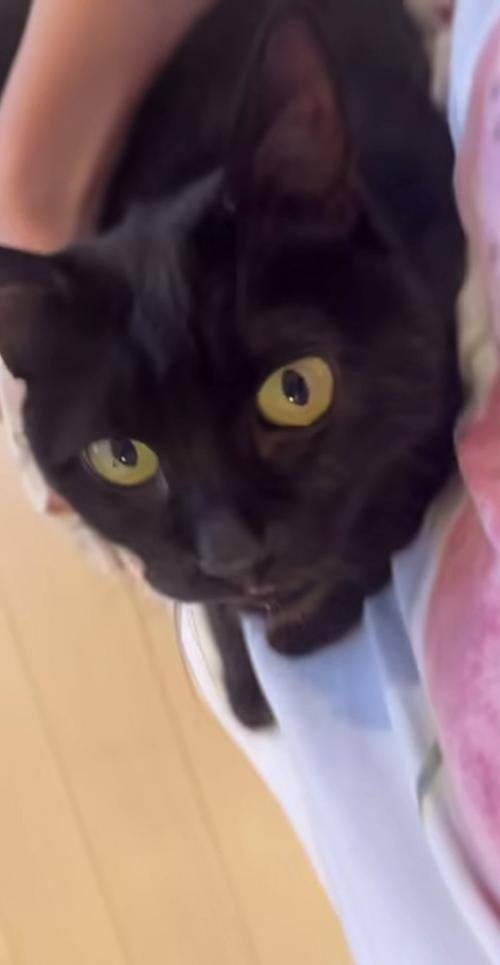 飼い主の足に乗って甘える黒猫