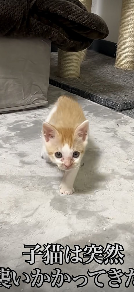 さらに近付く猫