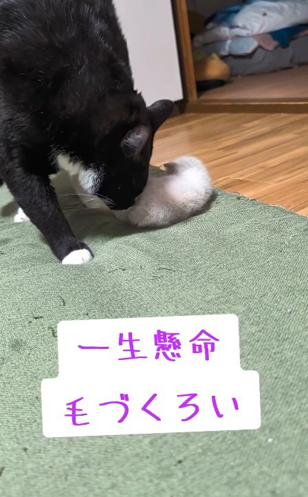 毛づくろい