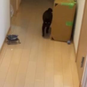 帰宅した瞬間、黒猫が一目散に駆け寄ってきて…あまりにも尊い『お出迎えの光景』が11万再生「1日の疲れが吹っ飛ぶねw」「最強にかわいい」