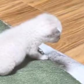 保護された『赤ちゃん猫』→先住猫たちのもとへ行くと…あまりにも『優しい光景』に「ずっと見ていたい」「涙が出る」と反響