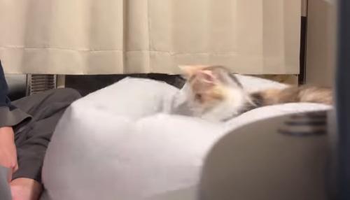 シーツに乗る猫