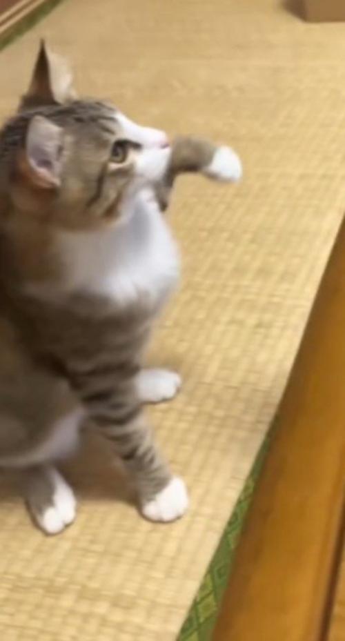 座りながら左の前足を持ち上げる猫