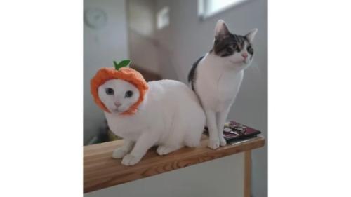 室内にいる猫