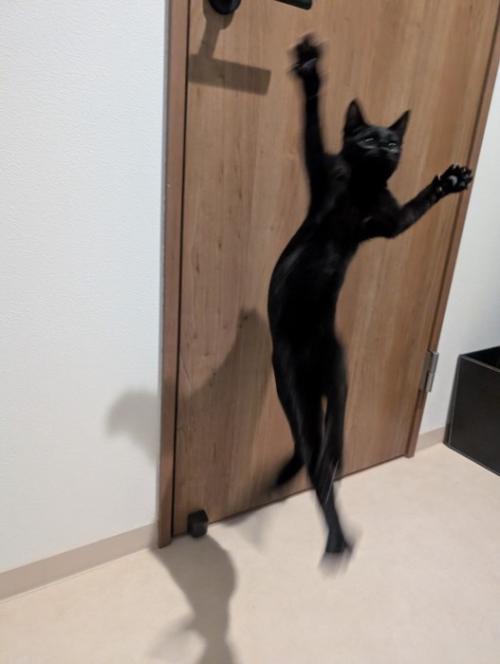 前足を上げてジャンプする子猫