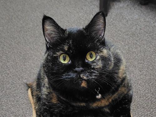 満足気な表情を浮かべるサビ猫
