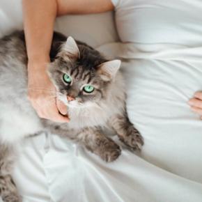 猫が飼い主と『添い寝』したいときにみせる仕草5選 寝る場所で異なる心理や注意したいことまで