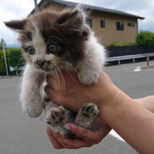 脇の下に手を回されて抱っこされている子猫