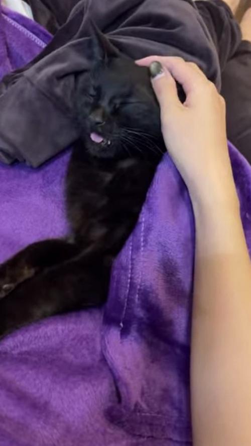 飼い主に頭を撫でられる黒猫