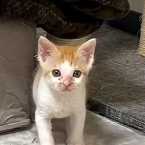 じっと見つめてくる子猫→じわじわと近づいてきて…思わずニヤける光景に「可愛すぎてダメージくらった」「ノックアウトw」と反響