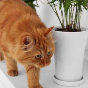 猫が『物に当たらずに歩ける』4つの理由 狭い隙間でもスイスイ歩けるのはなぜ?