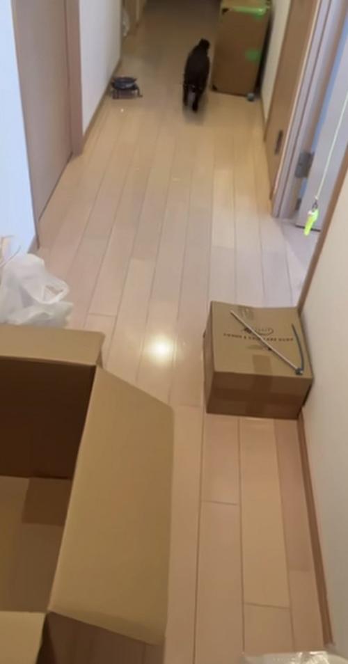 飼い主を出迎える黒猫