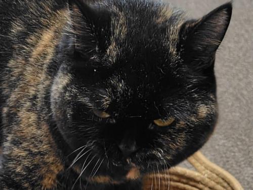 難しそうな表情を浮かべるサビ猫