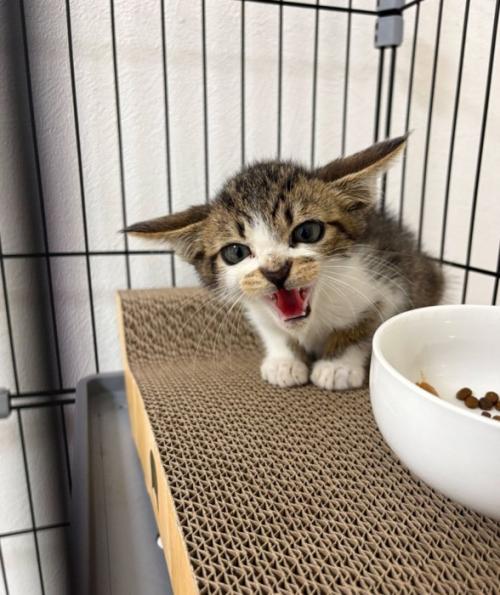 警戒する子猫