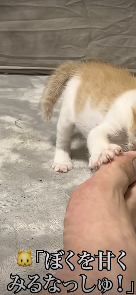一生懸命立ち向かう猫