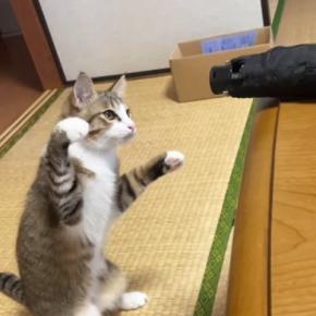 黒い『折りたたみ傘』を見つけたネコ…微笑ましすぎる『戦い』の様子が69万再生「めっちゃ笑ったw」「なんて平和なの」