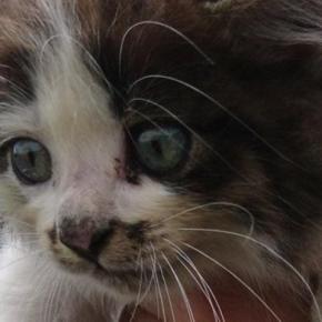 パヤパヤの子猫を保護して7年後…劇的に変化した『現在の様子』に1万いいね「どちらも超可愛い」「素敵な人に出会えてよかった」