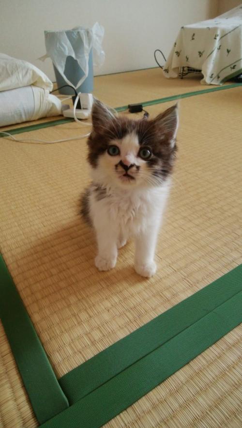 畳の上に立つ子猫