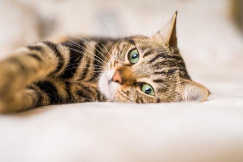 ベッドの上でくつろぐ猫