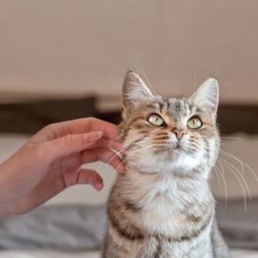 猫が触られるのを嫌がる『体の部位』5つ 苦手に感じる理由から喜ぶ場所までご紹介