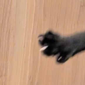 お迎えしたばかりの保護子猫→遊ぶ姿を撮影したら…躍動感がすごすぎる光景に6万いいね「元気さがよくわかるww」「笑いが止まらない」