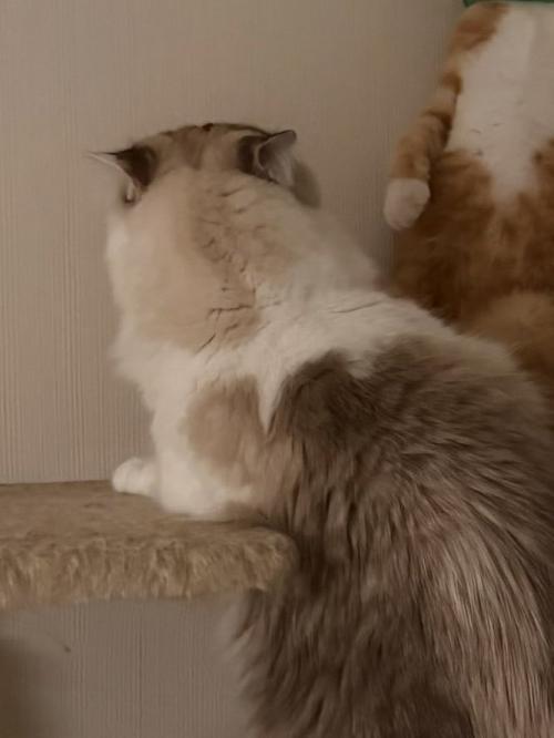 先輩猫の後ろ姿と壁際にいる後輩猫