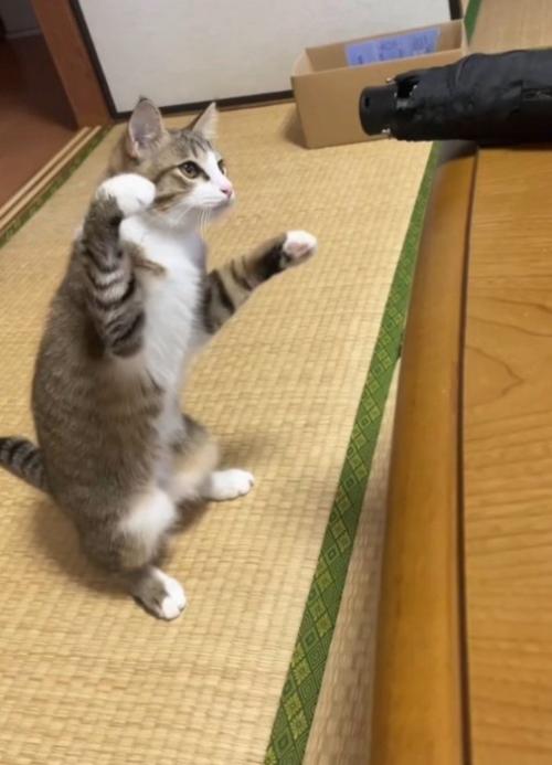 前足を上げながら傘に狙いを定める猫