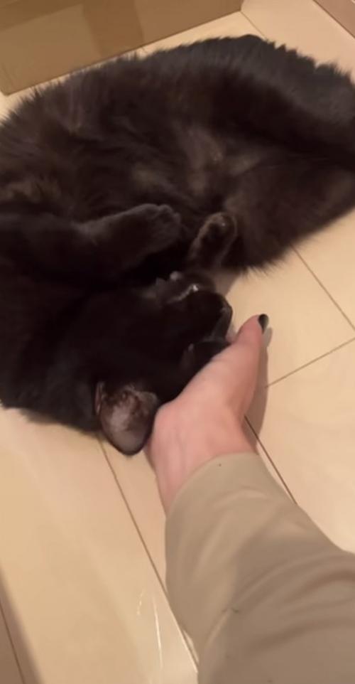 飼い主に頭を撫でられる黒猫