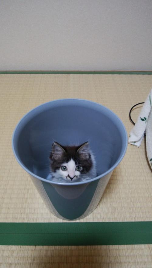 箱の中に入ってカメラを見上げる子猫