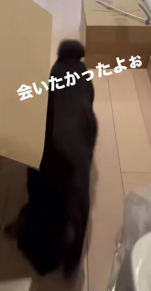 飼い主を出迎える黒猫