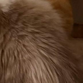 先輩猫を『怒らせてしまった』結果…『後輩猫の様子』に爆笑の声「トムジェリみたいw」「絵に描いたような絶体絶命」と19万表示