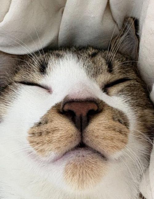 ぐっすり熟睡する猫