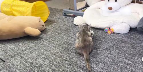 食べる猫（背中）