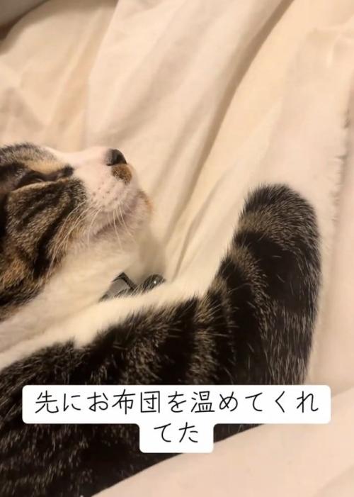 寝転がる猫