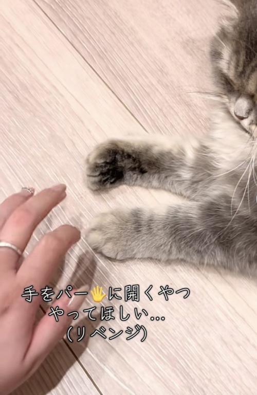 凪ちゃんの前で再び手を広げる飼い主さん