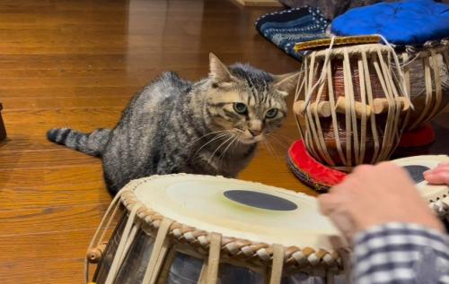 走り去る直前の猫