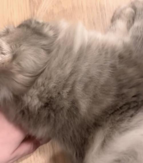 飼い主さんの手に体を預けて寝転がる凪ちゃん