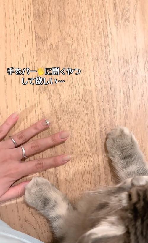 凪ちゃんの前で手を広げて待つ飼い主さん