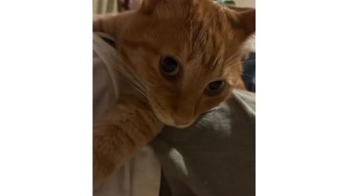 室内にいる猫