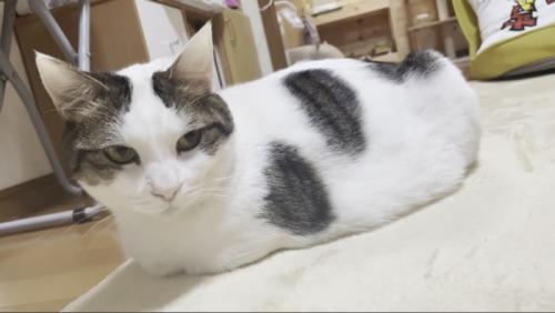 ラグの上で前足をしまって伏せる豆大福くん
